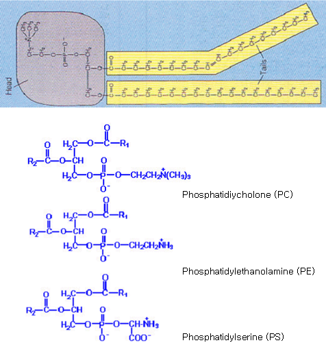 인지질의 구조