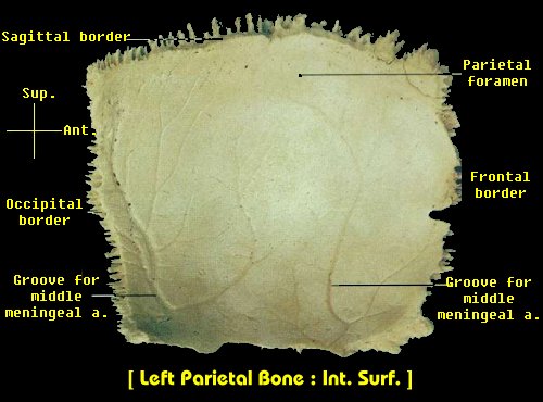 Parietal Picture
