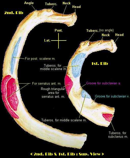 Why Is 2nd Rib Atypical