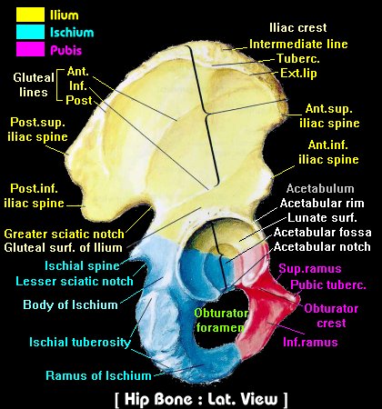 Ilium bone, Iliac crest, Iliac fossa, Gluteal lines, Greater sciatic  Notch