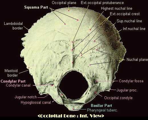Occipital Bone 7694