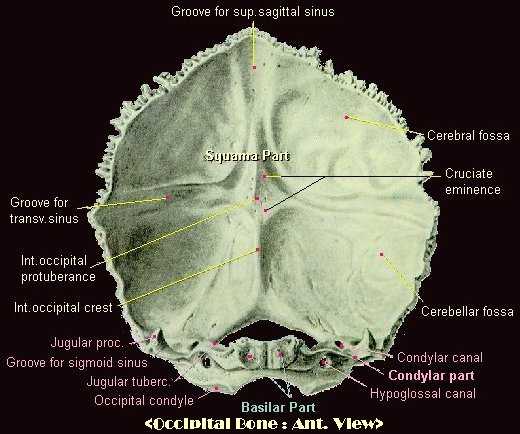 occipital groove
