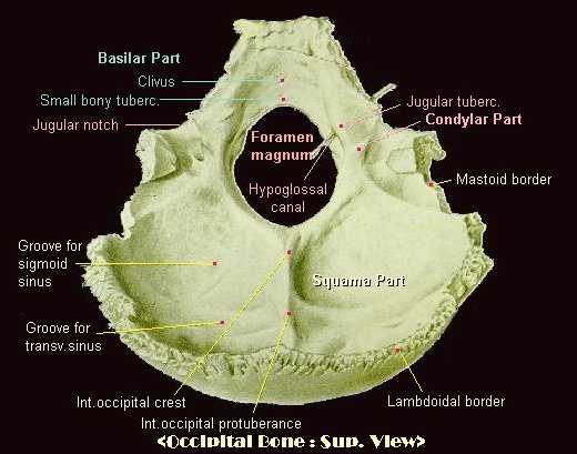 Occipital bone Image