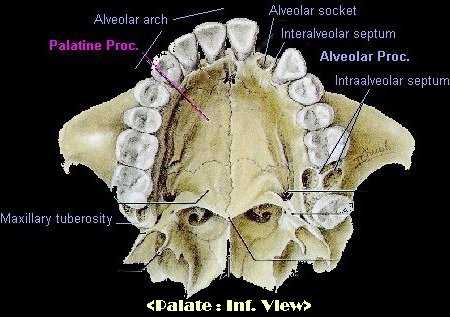 maxillary alveolar