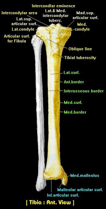 soleal line tibia